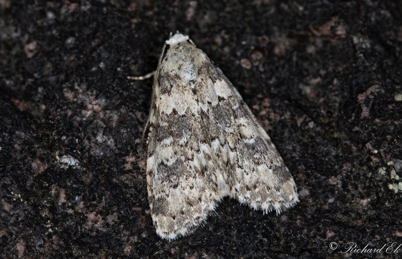 Blekgult lavfly - Marbled Beauty (Bryophila domestica)