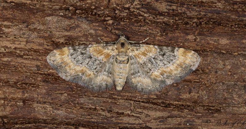 Fingerborgsmalmtare - Foxglove Pug (Eupithecia pulchellata)