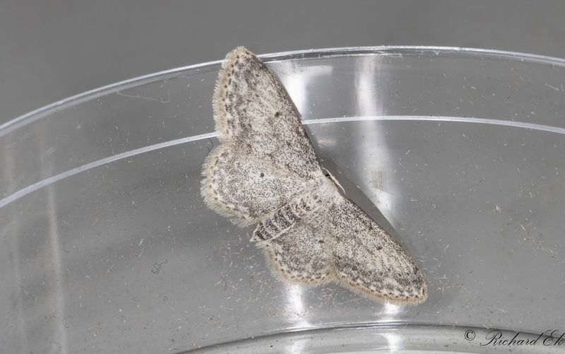 Rislvmtare - Small Dusty Wave (Idaea seriata)