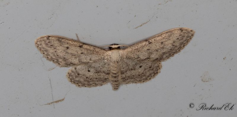 Rislvmtare - Small Dusty Wave (Idaea seriata)