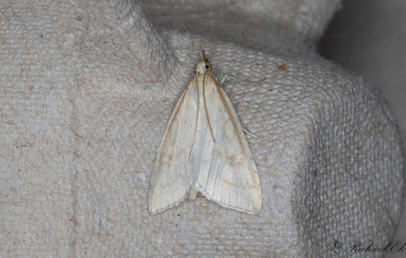Blekgult ngsmott (Udea lutealis)