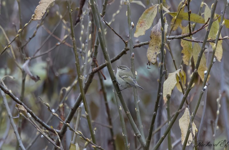 Bergtaigasngare - Humes Leaf Warbler (Phylloscopus humei)