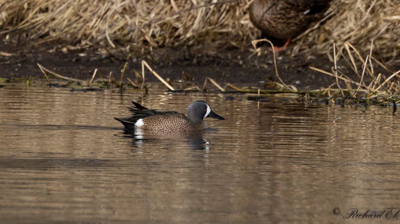 Blvingad rta - Blue-winged Teal (Anas discors)