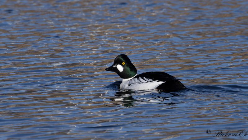 Knipa - Common Goldeneye (Bucephala clangula)