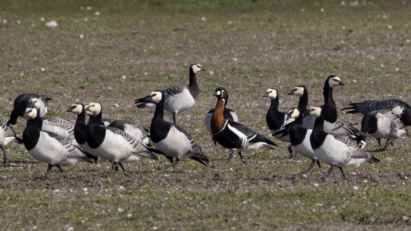 Rdhalsad gs - Red-Breasted Goose (Branta ruficollis)