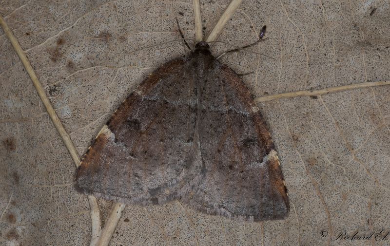 Vrmtare - Aspen Moth (Epirranthis diversata)