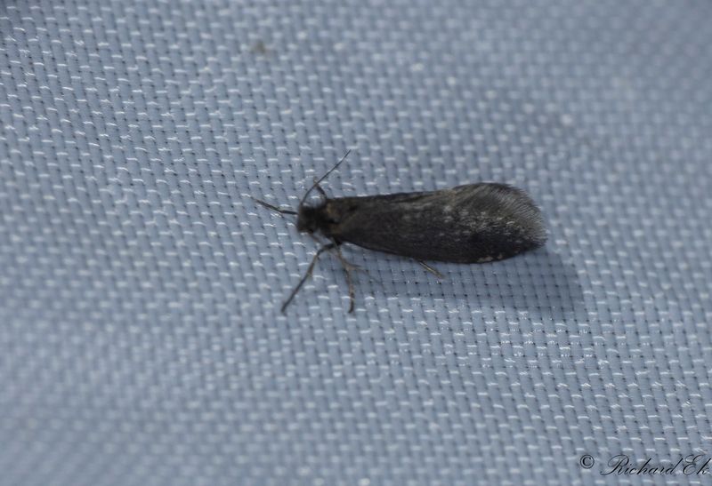 Rksckspinnare (Dahlica lazuri)