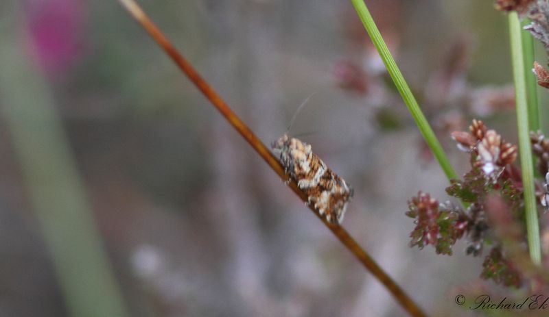 Ljungbrokvecklare (Phiaris schulziana)