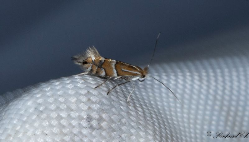 Bokguldmal (Phyllonorycter maestingellus)