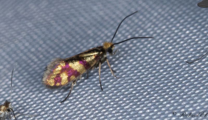 Lvskogskkmal (Micropterix tunbergella)