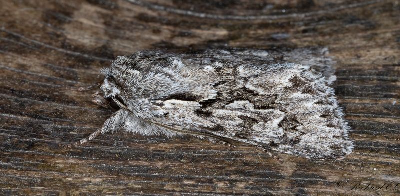 Kaprifolfly - Early Grey (Xylocampa areola)