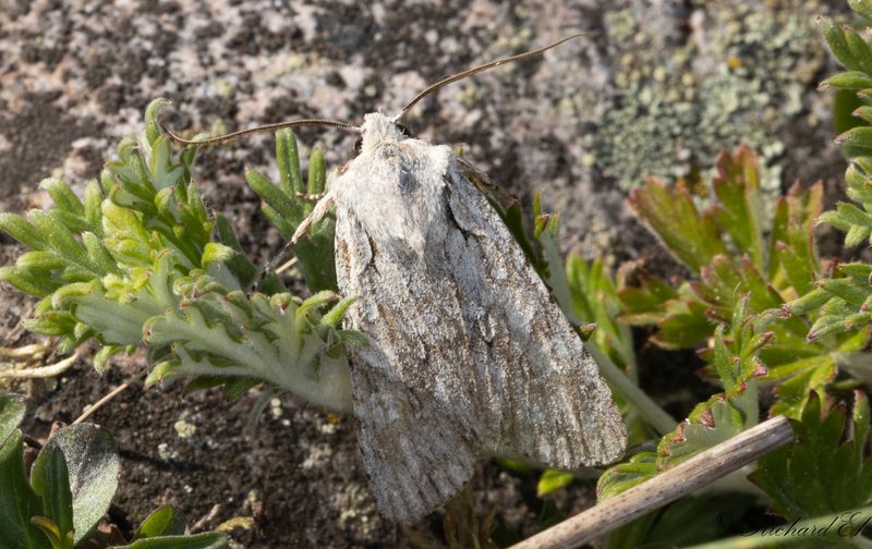 Ljusgrtt trfly - Grey Shoulder-knot (Lithophane ornitopus)