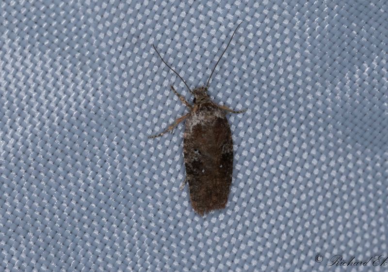 Mindre morotsplattmal (Agonopterix purpurea)