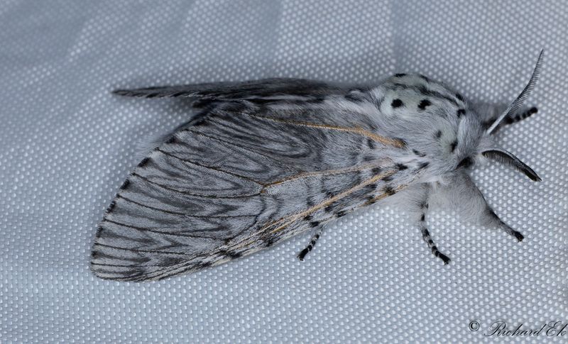 Strre gaffelsvans - Puss Moth (Cerura vinula)
