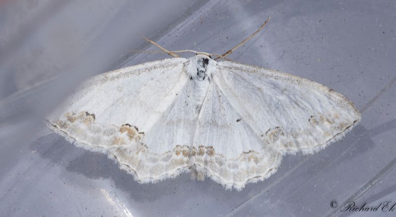 Prydlig lvmtare - Lace Border (Scopula ornata)