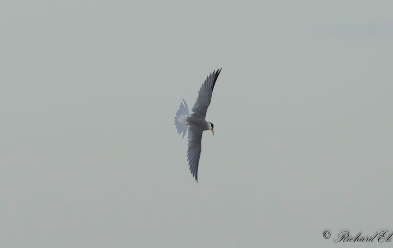 Smtrna - Little Tern (Sterna albifrons)