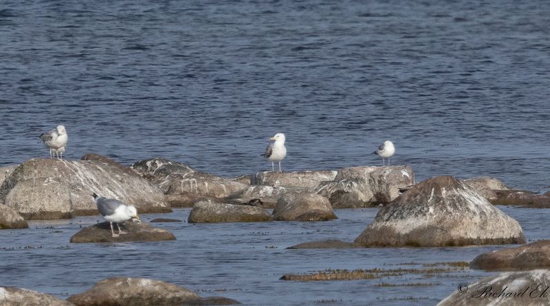 Kaspisk trut - Caspian Gull (Larus cachinnans)