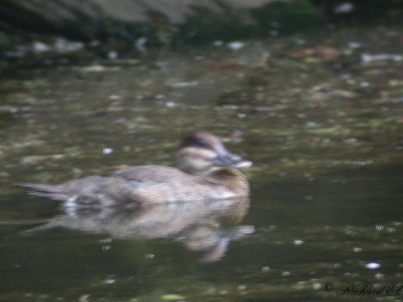 Amerikansk kopparand - Ruddy Duck (Oxyura jamaicensis)
