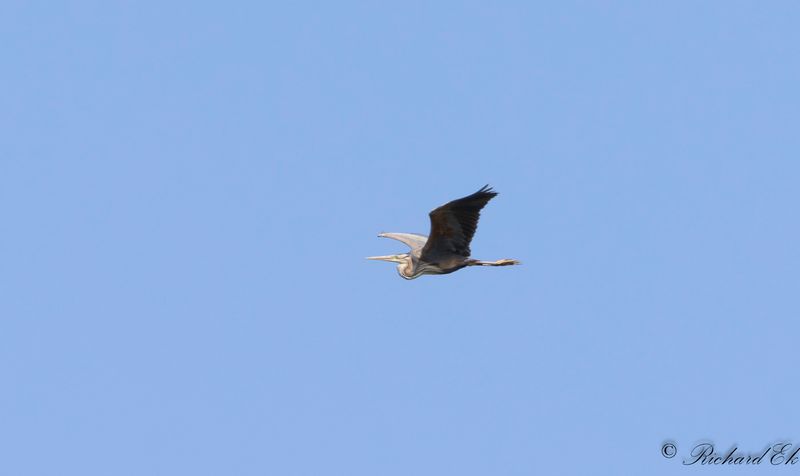 Purpurhger - Purple Heron (Ardea purpurea)