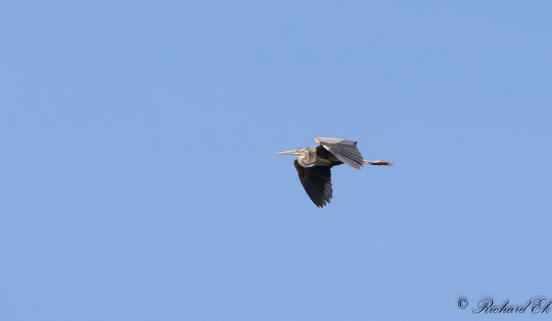 Purpurhger - Purple Heron (Ardea purpurea)