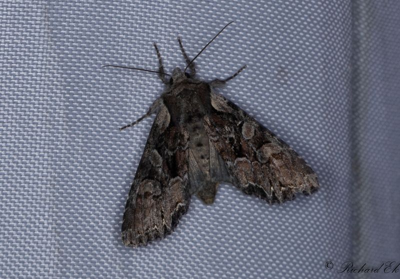 Brunt lundfly - Pale-shouldered Brocade (Lacanobia thalassina)