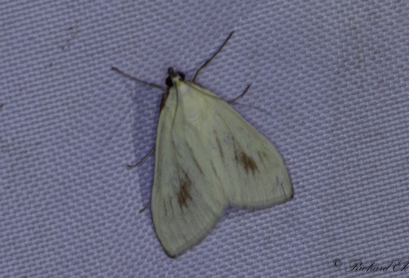 Morotsmott (Sitochroa palealis)