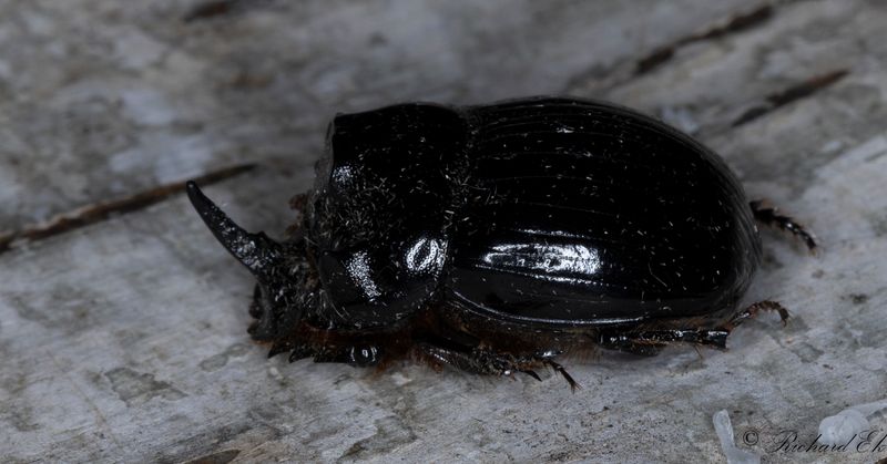Mnhornsbagge (Copris lunaris)