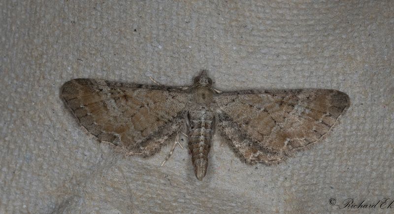 Mllmalmtare - Plain Pug (Eupithecia simpliciata)
