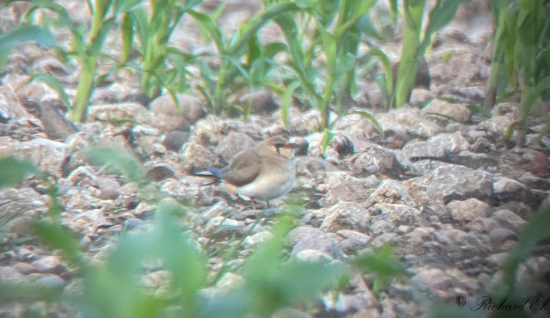 Rdvingad vadarsvala - Collared Pratincole (Glareola pratincola)