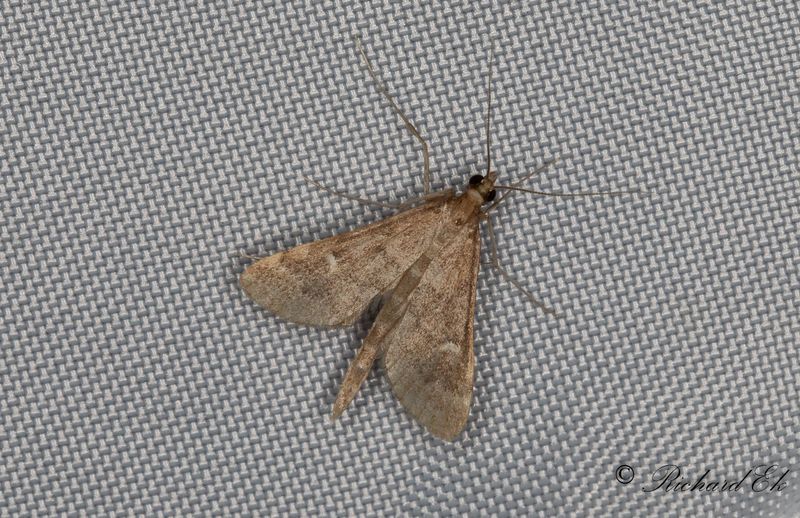Punktmott - Long-legged China-mark (Dolicharthria punctalis)