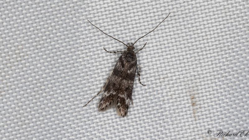 Flickstvmal - Long-horned flat-back (Prolita sexpunctella)