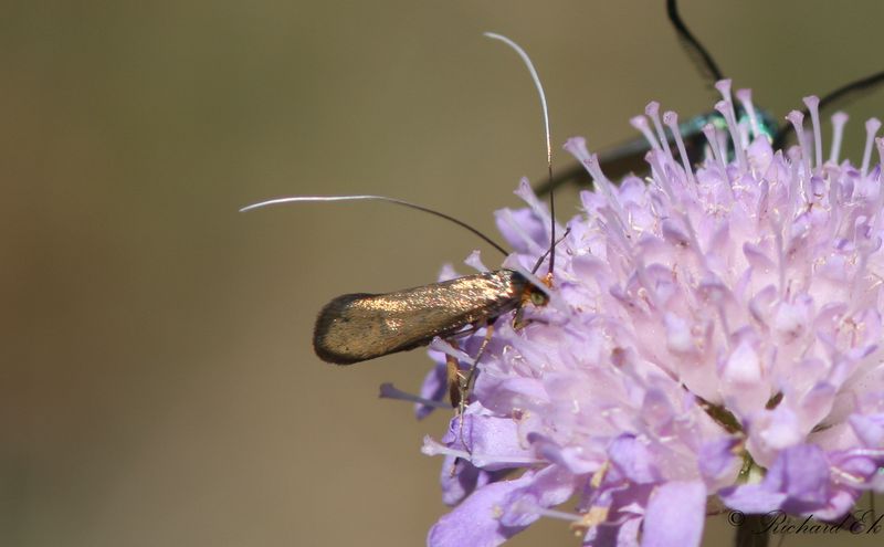 kervddsantennmal - Brassy Long-horn (Nemophora metallica)