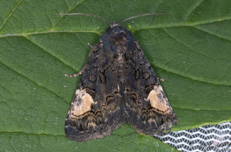 Sorgvindefly - Druid (Aedia funesta)
