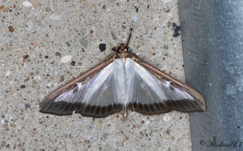 Buxbomsmott - Box-tree Moth (Cydalima perspectalis)
