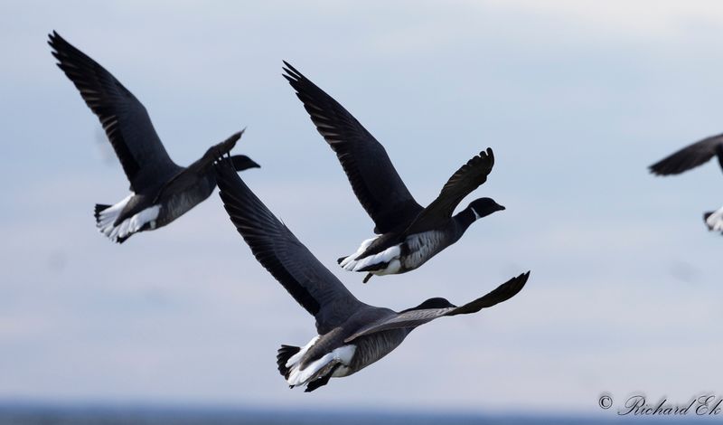 Svartbukig prutgs - Black Brent (Branta bernicla nigricans)