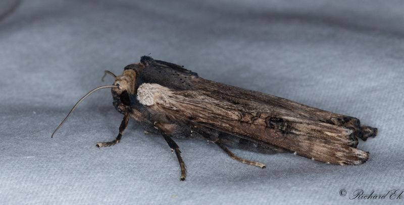 Strre mantelfly - Sword-grass (Xylena exsoleta)