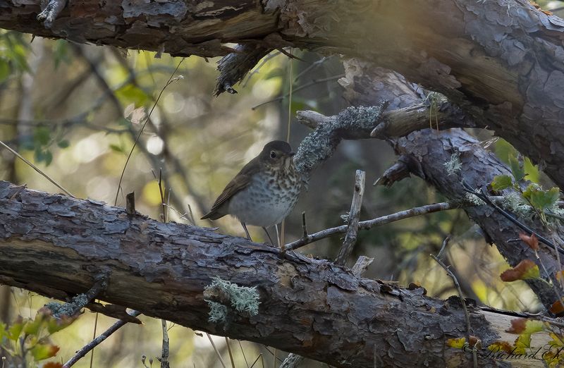 Beigekindad skogstrast - Swainsons thrush (Catharus ustulatus)