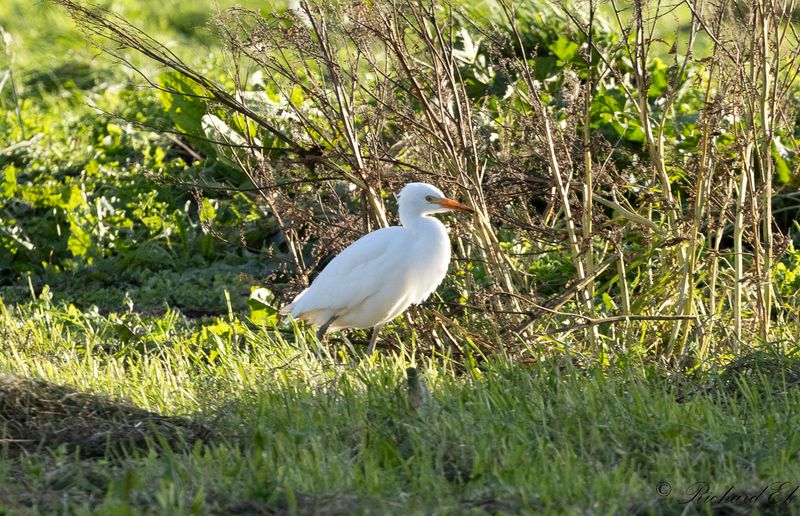 Kohger - Western Cattle Egret (Bubulcus ibis)