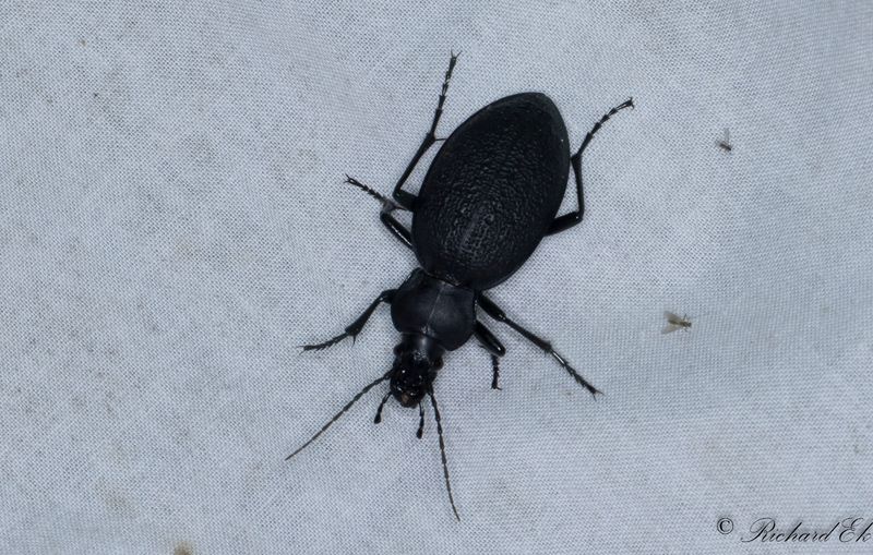 Lderlpare (Carabus coriaceus)