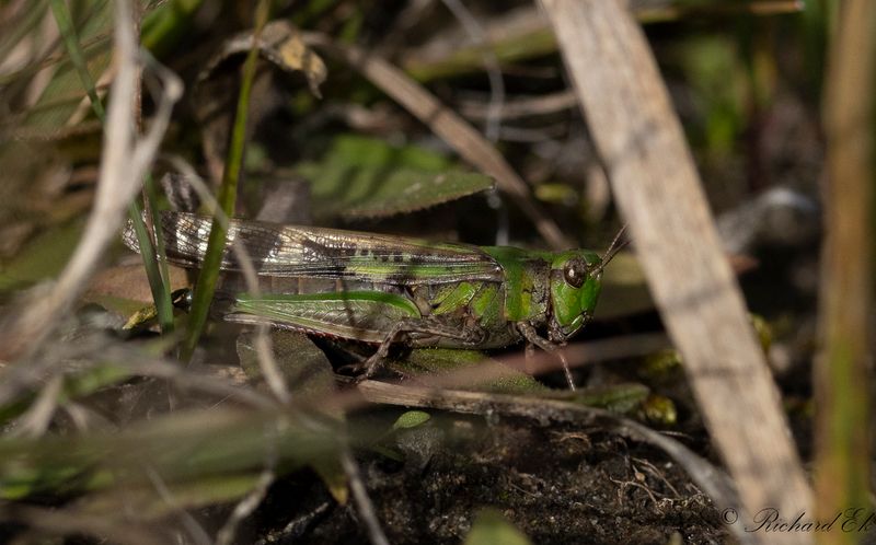 Aiolopus thalassinus