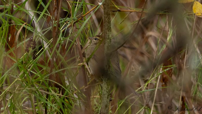 Videsngare - Raddes warbler (Phylloscopus schwarzi)