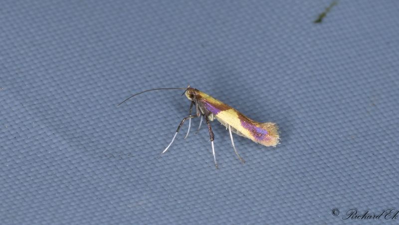 Strre ekstyltmal (Caloptilia alchimiella)