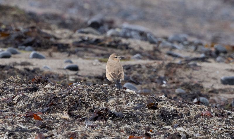 Isabellastenskvtta - Isabelline Wheatear (Oenanthe isabellina)