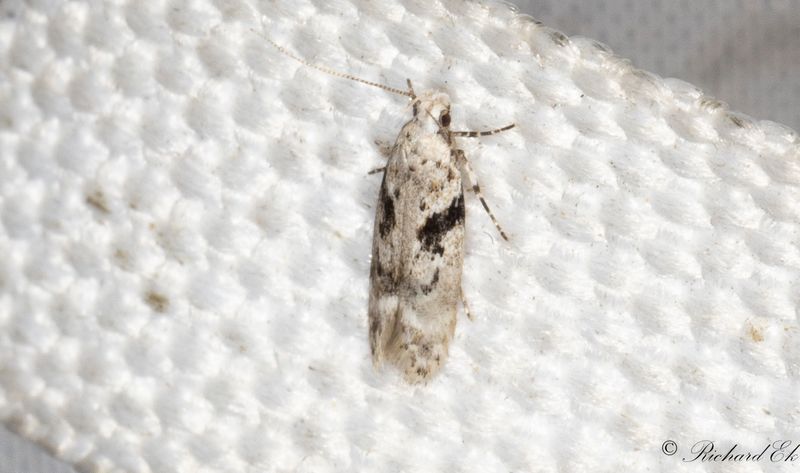 Svartflckig buskstjrnblomsmal - Short-barred Groundling (Caryocolum blandellum)