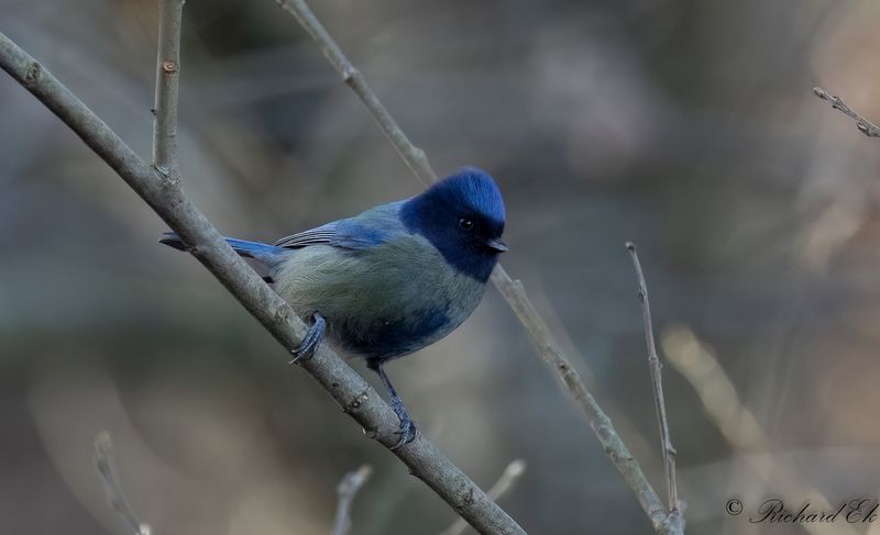 Blmes - Blue tit (Parus caeruleus)