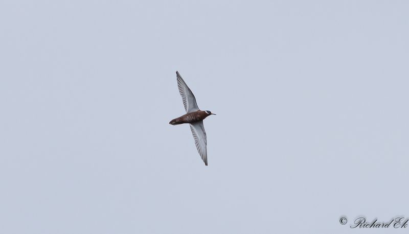 Brednbbad simsnppa - Grey Phalarope (Phalaropus fulicarius)