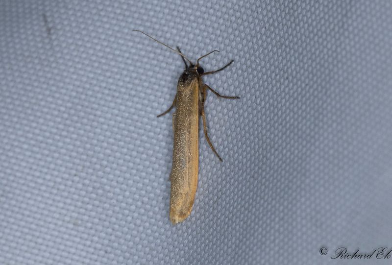 Gulpannad lavspinnare - Pigmy Footman (Eilema pygmaeolum)