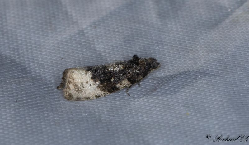Rosenbrokvecklare (Hedya ochroleucana)
