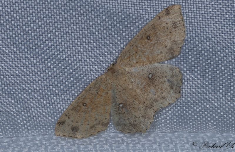 Brunvattrad grdelmtare - False Mocha (Cyclophora porata)