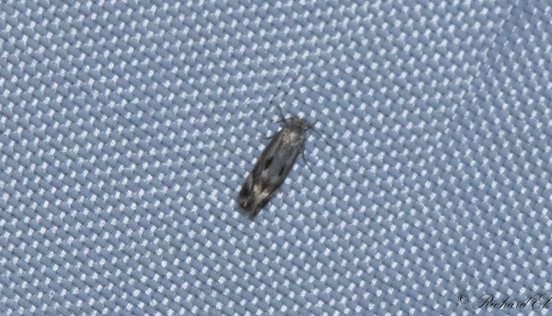 Grusstarrsgrsmal - Bog Dwarf (Elachista utonella)